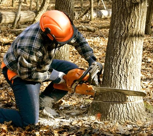 Tree Removal in Council, ID